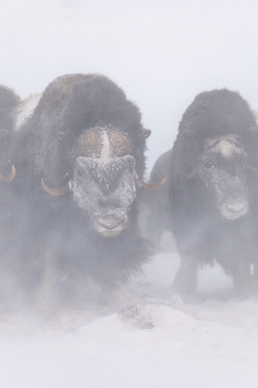 Presse shows getfile 17