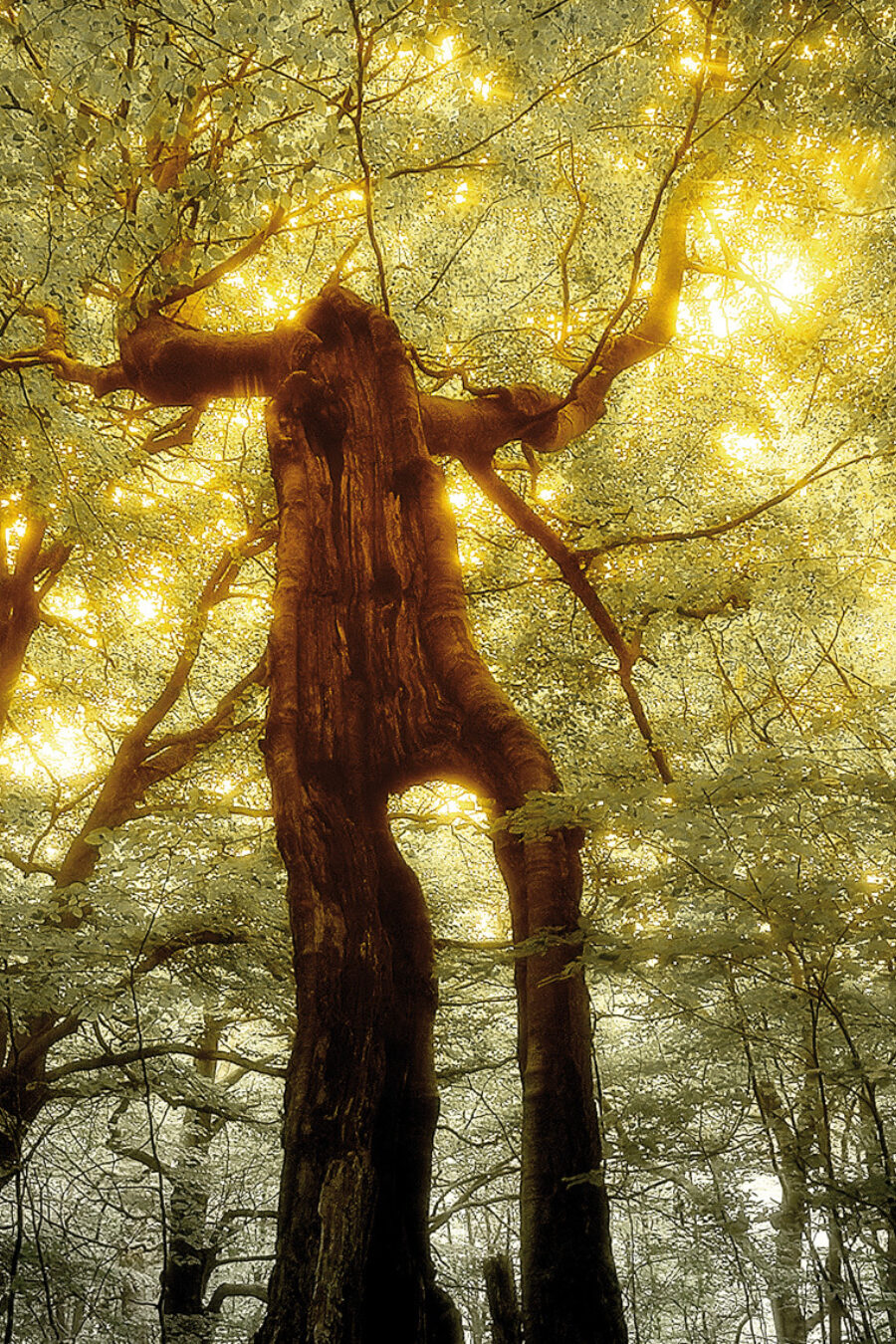 Presse shows getfile 9