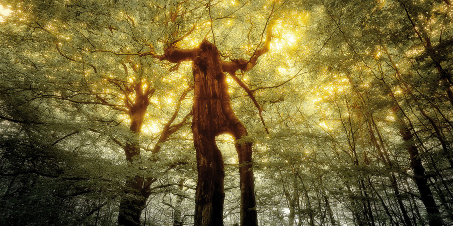 Presse shows getfile 9